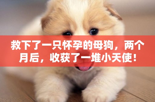救下了一只懷孕的母狗，兩個月后，收獲了一堆小天使！