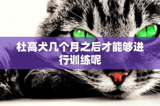 杜高犬幾個月之后才能夠進行訓練呢