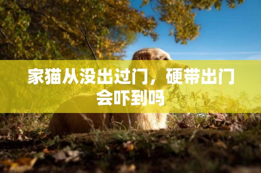 家貓從沒出過門，硬帶出門會嚇到嗎