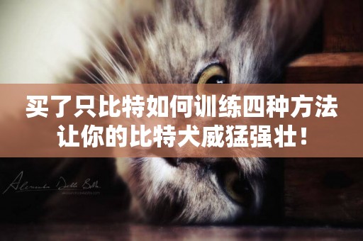買了只比特如何訓練四種方法讓你的比特犬威猛強壯！
