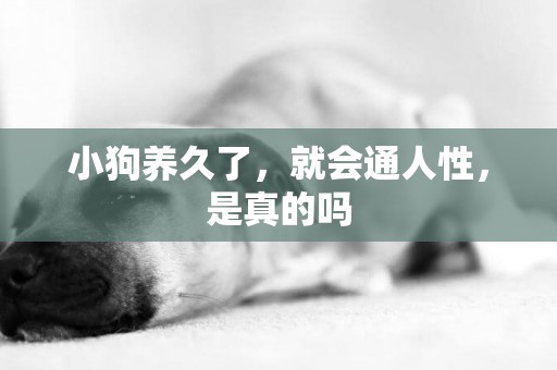 小狗養久了，就會通人性，是真的嗎