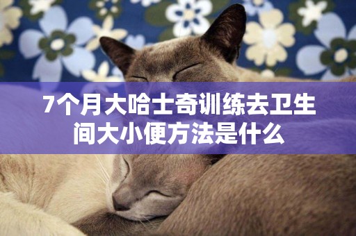 7個月大哈士奇訓練去衛生間大小便方法是什么