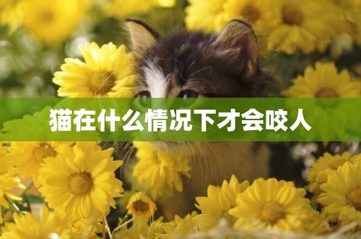 貓在什么情況下才會咬人