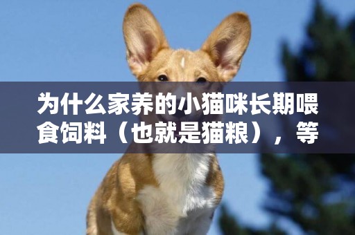 為什么家養的小貓咪長期喂食飼料（也就是貓糧），等長大之后就不