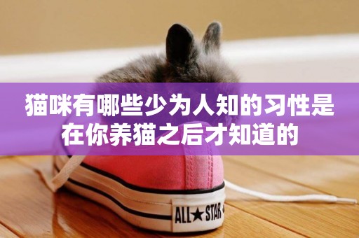 貓咪有哪些少為人知的習性是在你養貓之后才知道的