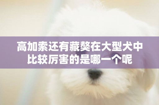 高加索還有藏獒在大型犬中比較厲害的是哪一個呢