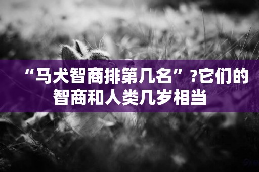 “馬犬智商排第幾名”?它們的智商和人類幾歲相當