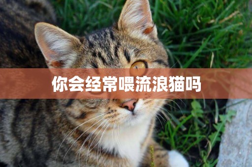 你會經常喂流浪貓嗎