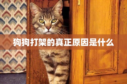 狗狗打架的真正原因是什么