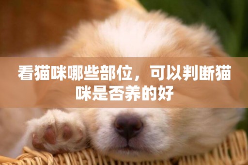 看貓咪哪些部位，可以判斷貓咪是否養的好