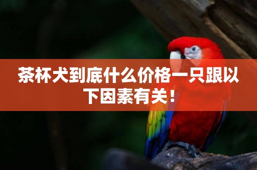 茶杯犬到底什么價格一只跟以下因素有關！