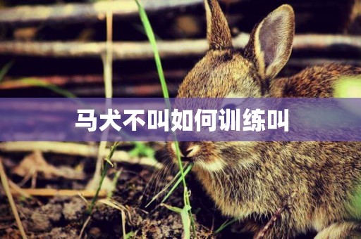 馬犬不叫如何訓練叫