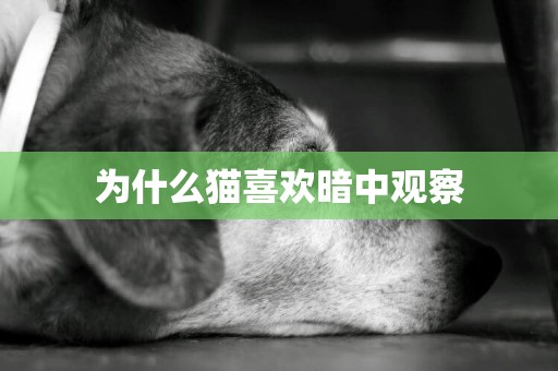 為什么貓喜歡暗中觀察