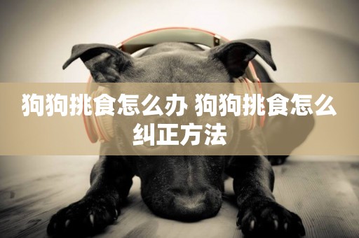 狗狗挑食怎么辦 狗狗挑食怎么糾正方法