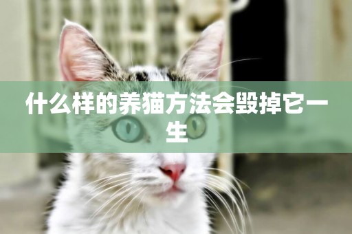 什么樣的養貓方法會毀掉它一生