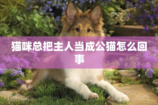 貓咪總把主人當成公貓怎么回事