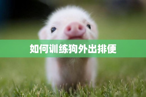 如何訓練狗外出排便