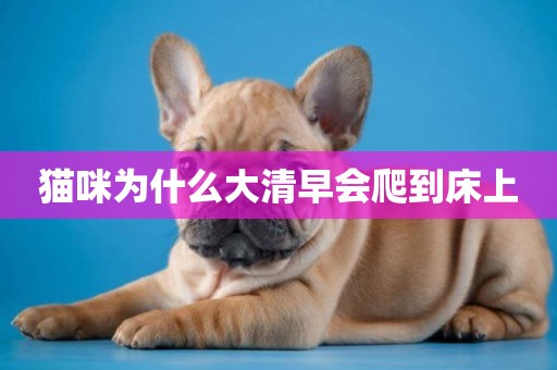 貓咪為什么大清早會爬到床上