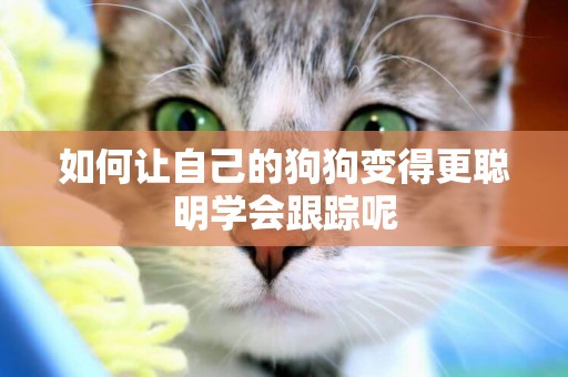 如何讓自己的狗狗變得更聰明學會跟蹤呢