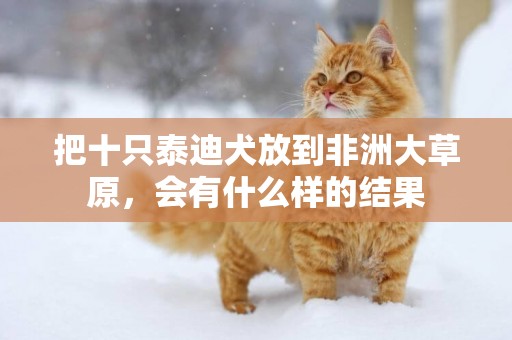 把十只泰迪犬放到非洲大草原，會有什么樣的結果