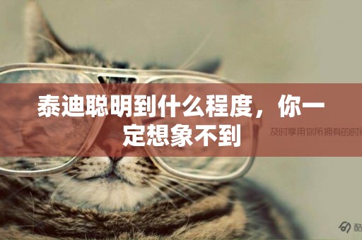 泰迪聰明到什么程度，你一定想象不到