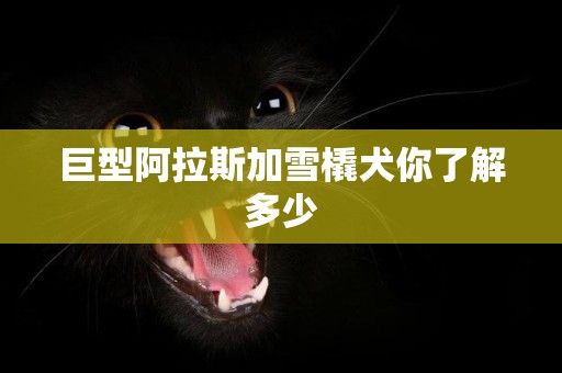 巨型阿拉斯加雪橇犬你了解多少