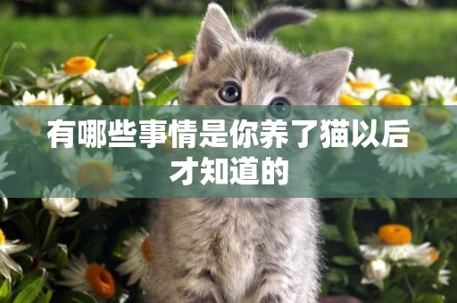 有哪些事情是你養了貓以后才知道的