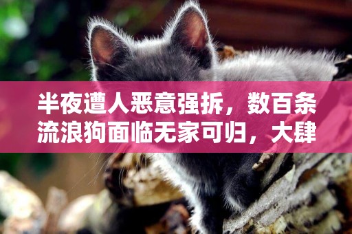 半夜遭人惡意強拆，數百條流浪狗面臨無家可歸，大肆揚言“法律不