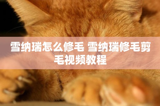 雪納瑞怎么修毛 雪納瑞修毛剪毛視頻教程