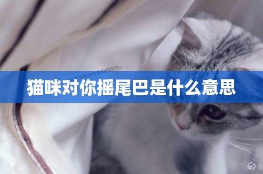 貓咪對你搖尾巴是什么意思