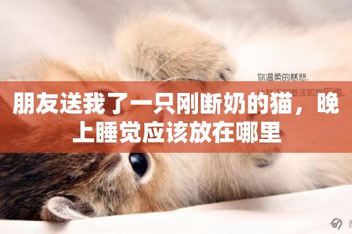 朋友送我了一只剛斷奶的貓，晚上睡覺應該放在哪里
