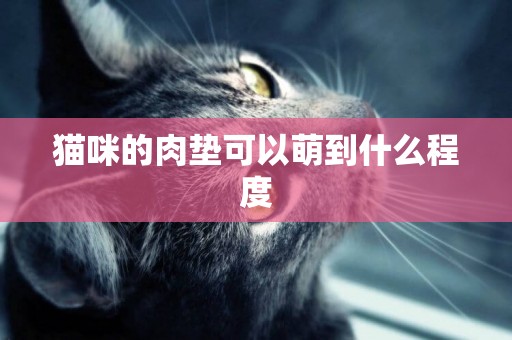 貓咪的肉墊可以萌到什么程度
