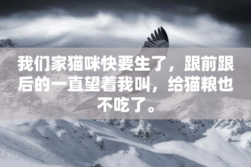 我們家貓咪快要生了，跟前跟后的一直望著我叫，給貓糧也不吃了。
