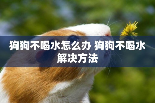 狗狗不喝水怎么辦 狗狗不喝水解決方法