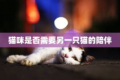貓咪是否需要另一只貓的陪伴