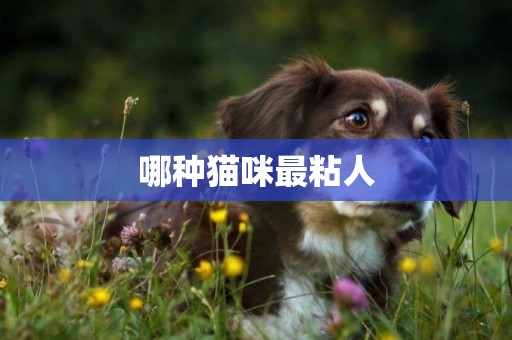 哪種貓咪最粘人