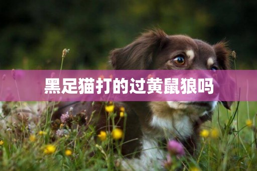 黑足貓打的過黃鼠狼嗎