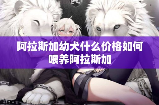 阿拉斯加幼犬什么價格如何喂養阿拉斯加