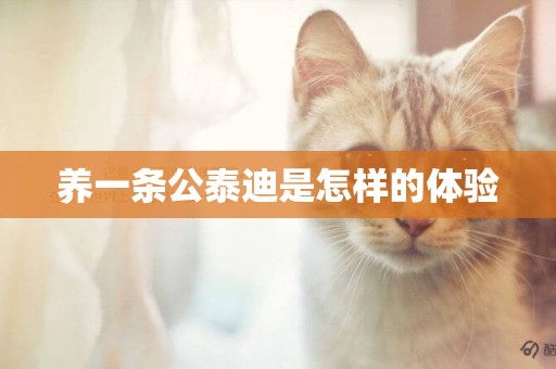 養一條公泰迪是怎樣的體驗