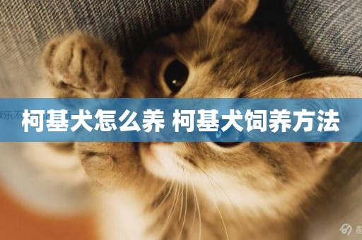 柯基犬怎么養 柯基犬飼養方法