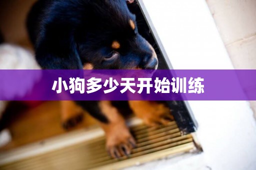 小狗多少天開始訓練