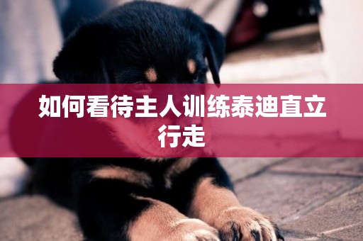如何看待主人訓練泰迪直立行走