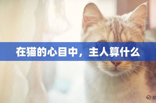 在貓的心目中，主人算什么