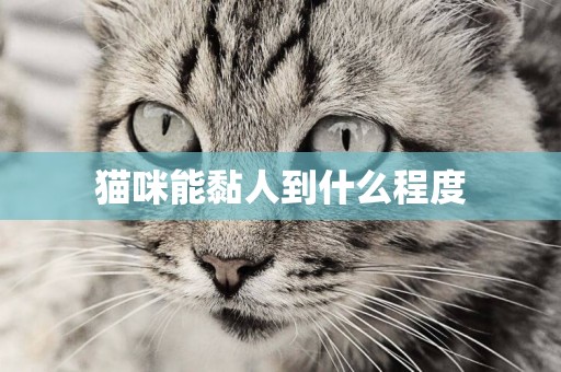 貓咪能黏人到什么程度
