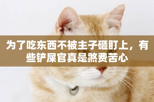 為了吃東西不被主子砸盯上，有些鏟屎官真是煞費苦心