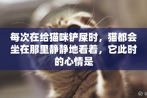 每次在給貓咪鏟屎時，貓都會坐在那里靜靜地看著，它此時的心情是