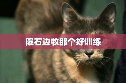 隕石邊牧那個好訓練