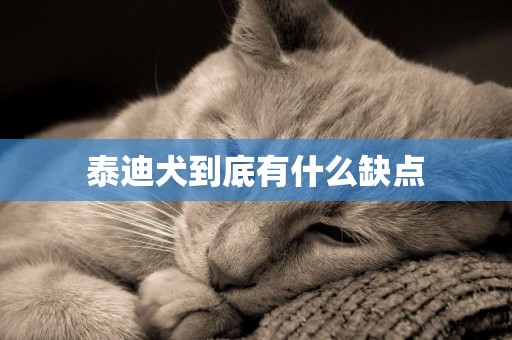 泰迪犬到底有什么缺點