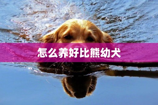 怎么養好比熊幼犬