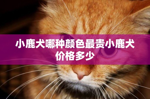 小鹿犬哪種顏色最貴小鹿犬價格多少